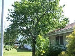 tree-branches-on-house